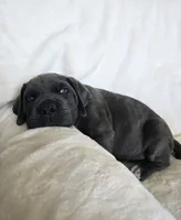 Brown Collar, a male Cane Corso for sale in Norco, CA – 2 of 10