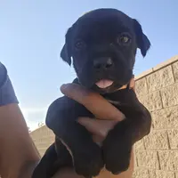 Orange Collar, a female Cane Corso for sale in Norco, CA – Photo 3 of 10