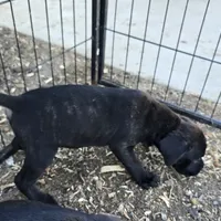 Orange Collar, a female Cane Corso for sale in Norco, CA – Photo 2 of 10