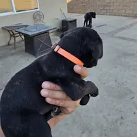 Orange Collar, a female Cane Corso for sale in Norco, CA – Photo 4 of 10