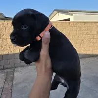 Orange Collar, a female Cane Corso for sale in Norco, CA – Photo 9 of 10