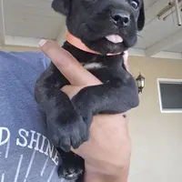 Orange Collar, a female Cane Corso for sale in Norco, CA – Photo 8 of 10