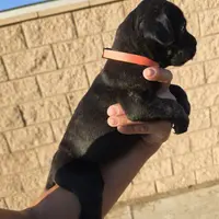 Orange Collar, a female Cane Corso for sale in Norco, CA – Photo 6 of 10