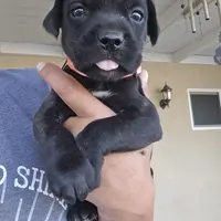Orange Collar, a female Cane Corso for sale in Norco, CA – Photo 10 of 10