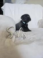 Teal collar, a male Cane Corso for sale in Norco, CA – 2 of 3
