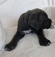 Brown Collar, a male Cane Corso for sale in Norco, CA – 6 of 10