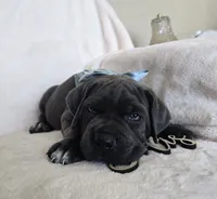 Black Collar, a female Cane Corso for sale in Norco, CA – 8 of 10