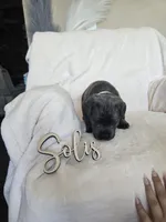 Lavender collar, a female Cane Corso for sale in Norco, CA – 2 of 9
