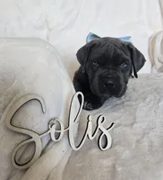 Black Collar, a female Cane Corso for sale in Norco, CA – 2 of 10