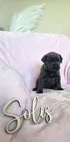 Lime Collar, a female Cane Corso for sale in Norco, CA – 3 of 9