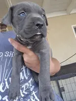 Yellow Collar, a female Cane Corso for sale in Norco, CA – Photo 5 of 6