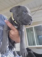 Yellow Collar, a female Cane Corso for sale in Norco, CA – Photo 6 of 6