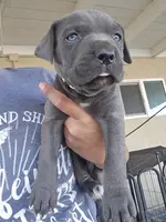 Yellow Collar, a female Cane Corso for sale in Norco, CA – Photo 1 of 6