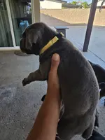 Yellow Collar, a female Cane Corso for sale in Norco, CA – Photo 3 of 6