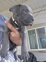 Yellow Collar, a female Cane Corso for sale in Norco, CA – Photo 4 of 6