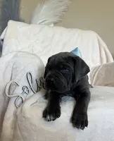 Black Collar, a female Cane Corso for sale in Norco, CA – 9 of 10