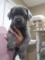 Green collar, a female Cane Corso for sale in Norco, CA – 3 of 4