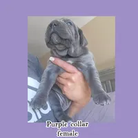 Purple Collar, a female Cane Corso for sale in Norco, CA – Photo 3 of 3
