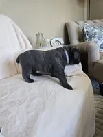Lavender collar, a female Cane Corso for sale in Norco, CA – 4 of 9
