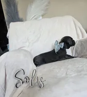 Black Collar, a female Cane Corso for sale in Norco, CA – 6 of 10