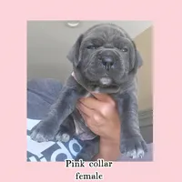 Pink collar , a female Cane Corso for sale in Norco, CA – Photo 3 of 3