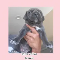 Pink collar , a female Cane Corso for sale in Norco, CA – Photo 2 of 3