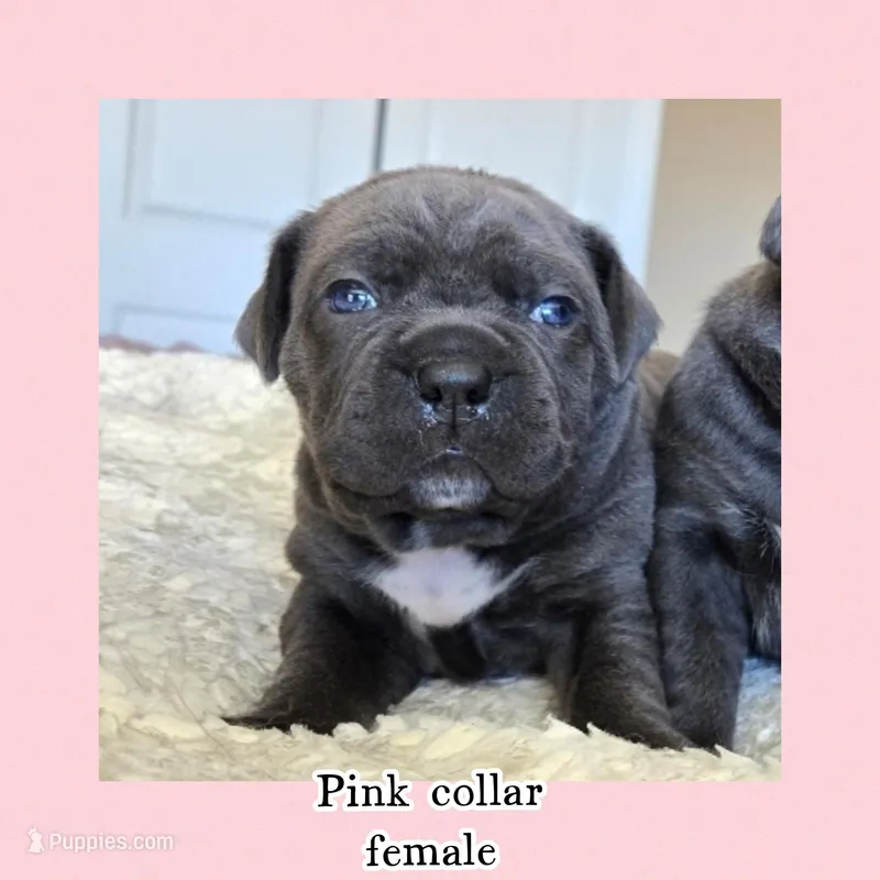 Pink collar  – Cane Corso puppy for sale in Norco, CA