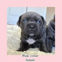 Pink collar , a female Cane Corso for sale in Norco, CA – Photo 1 of 3