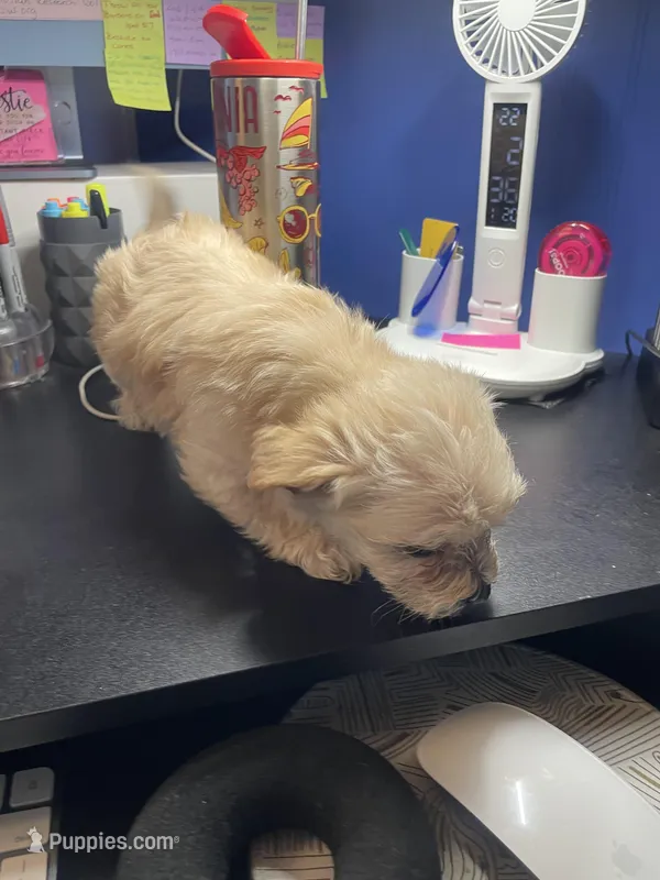 Cream – Yorkipoo, Shih Tzu puppy for sale in Antioch, CA