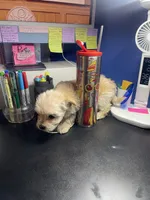 Cream, a female Yorkipoo and Shih Tzu for sale in Antioch, CA – Photo 3 of 3