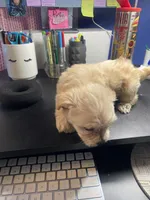 Cream, a female Yorkipoo and Shih Tzu for sale in Antioch, CA – Photo 2 of 3