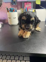 Teddy, a male Yorkipoo and Shih Tzu for sale in Antioch, CA – Photo 4 of 7