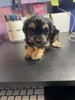 Teddy, a male Yorkipoo and Shih Tzu for sale in Antioch, CA – Photo 7 of 7