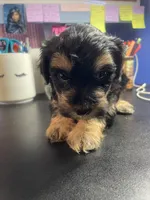 Teddy, a male Yorkipoo and Shih Tzu for sale in Antioch, CA – Photo 5 of 7