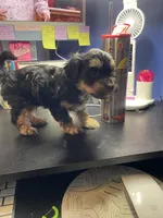 Teddy, a male Yorkipoo and Shih Tzu for sale in Antioch, CA – Photo 3 of 7