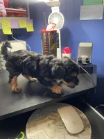 Teddy, a male Yorkipoo and Shih Tzu for sale in Antioch, CA – Photo 2 of 7