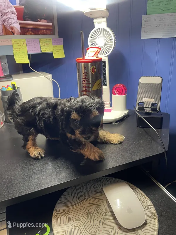 Teddy – Yorkipoo, Shih Tzu puppy for sale in Antioch, CA