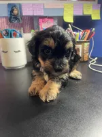 Teddy, a male Yorkipoo and Shih Tzu for sale in Antioch, CA – Photo 6 of 7