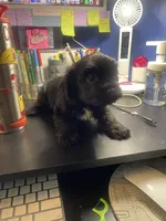 Knight , a male Shih Tzu for sale in Antioch, CA – Photo 2 of 8