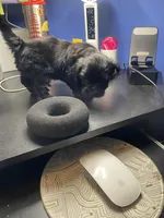 Knight , a male Shih Tzu for sale in Antioch, CA – Photo 5 of 8