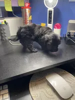 Knight , a male Shih Tzu for sale in Antioch, CA – Photo 6 of 8