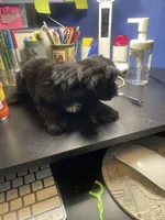 Knight , a male Shih Tzu for sale in Antioch, CA – Photo 3 of 8