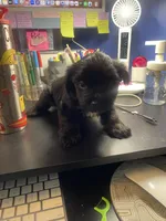 Knight , a male Shih Tzu for sale in Antioch, CA – Photo 4 of 8