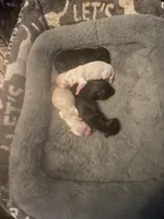 Knight , a male Shih Tzu for sale in Antioch, CA – Photo 8 of 8