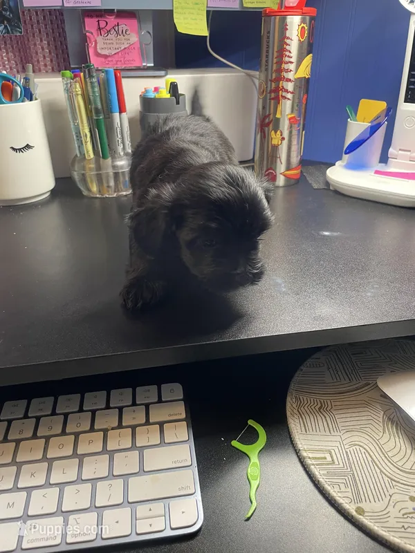 Knight  – Shih Tzu puppy for sale in Antioch, CA