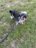 Doc, a male Miniature Schnauzer for sale in Williamsburg, KY – 5 of 6