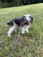 Doc, a male Miniature Schnauzer for sale in Williamsburg, KY – 2 of 6