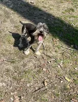 Doc, a male Miniature Schnauzer for sale in Williamsburg, KY – 6 of 6