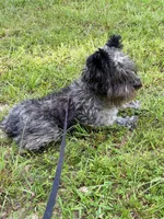 Comet, a female Miniature Schnauzer for sale in Williamsburg, KY – 2 of 5