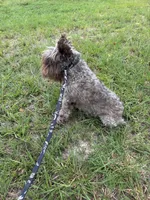 Sophie, a female Miniature Schnauzer for sale in Williamsburg, KY – 3 of 6